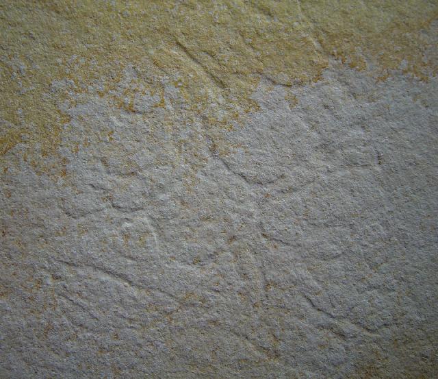 Qualle (Scyphozoa) non det. Bild ©